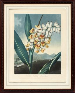 Appraisal: AFTER HENDERSON ANTIQUE INTAGLIO BOTANICAL PRINT BY CALDWELL PUB BY