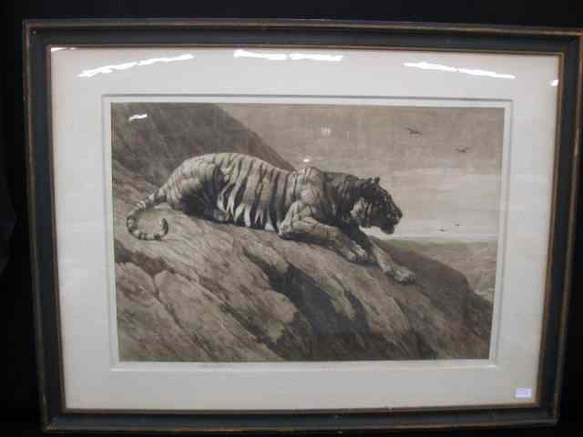 Appraisal: Herbert Dicksee Engraving of a Tigeron hillside dated pencil signed