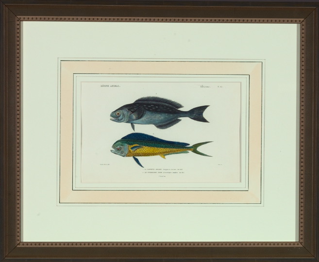 Appraisal: British School th Century Fish suite of eight hand-colored engravings