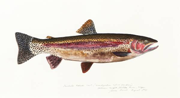 Appraisal: James Prosek American born Deschutes Red Side Trout titled signed