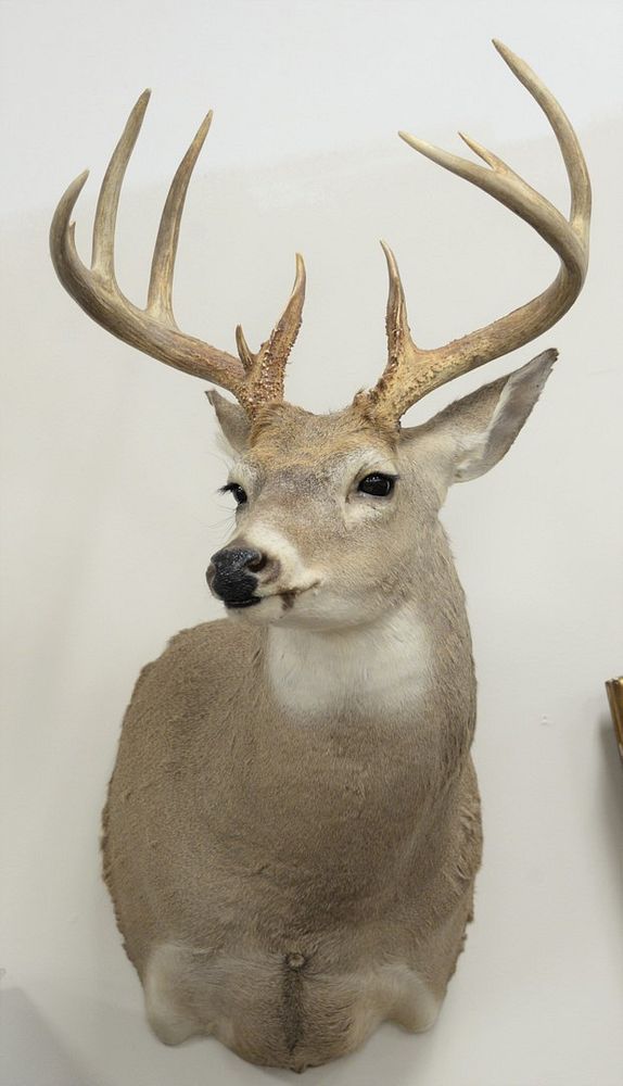 Appraisal: Pair of shoulder mounted whitetail deer and point bucks Pair