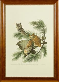 Appraisal: John James Audubon - Little Screech Owl No Plate Amsterdam