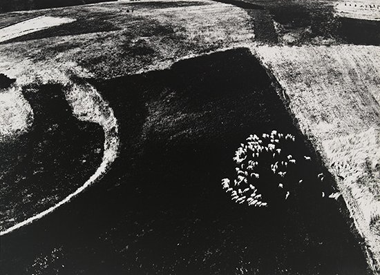 Appraisal: GIACOMELLI MARIO - Untitled field with sheep Silver print x