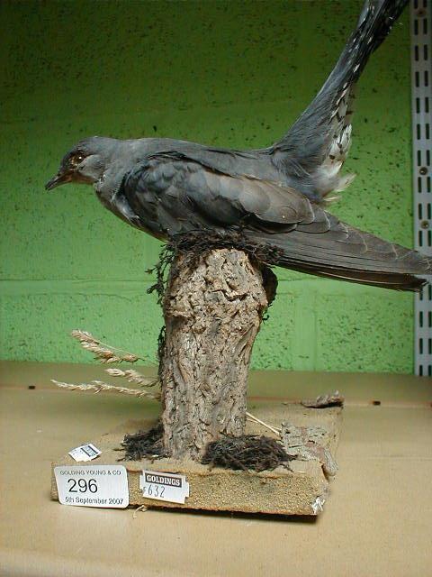 Appraisal: A taxidermy cuckoo