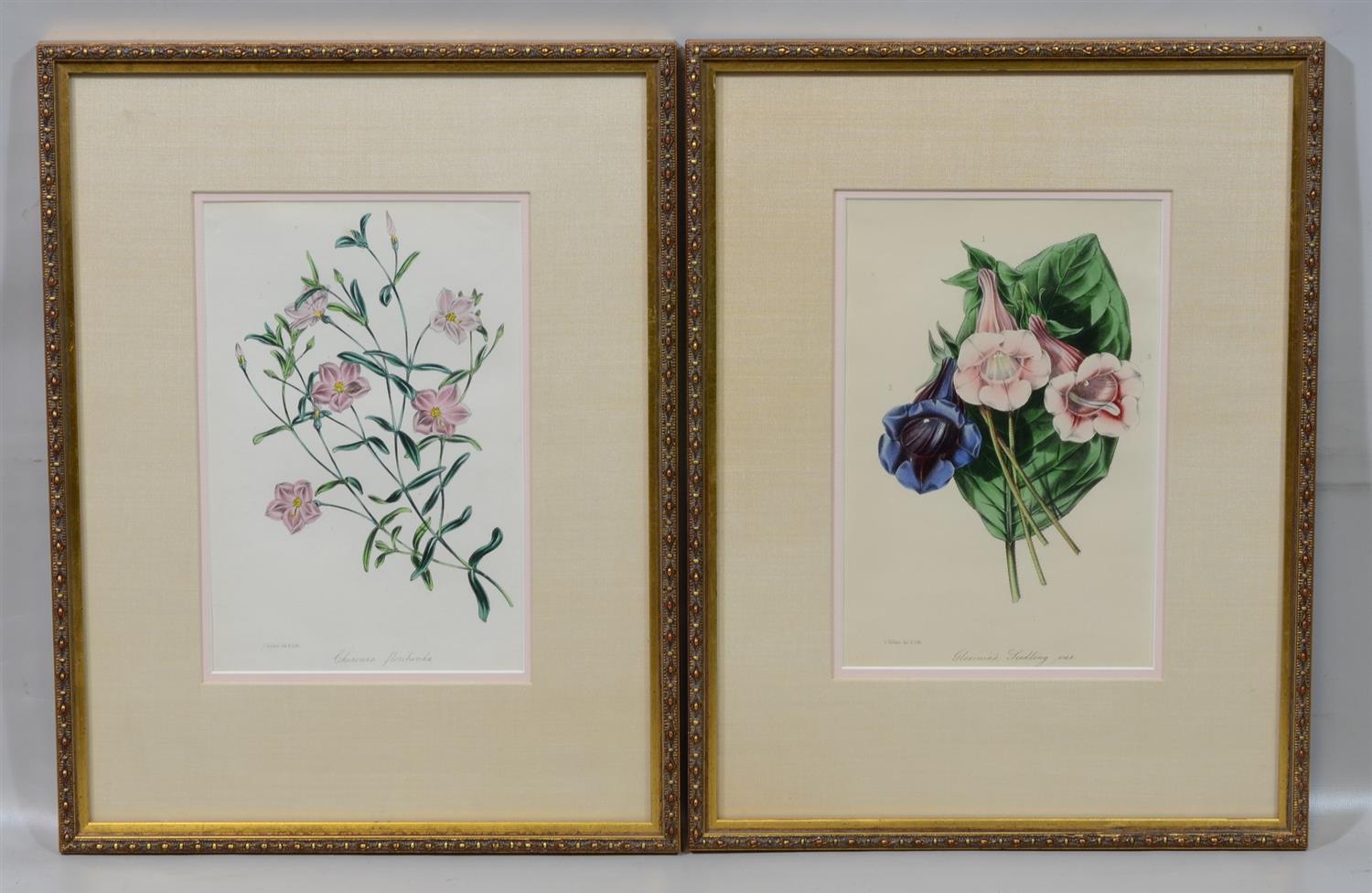 Appraisal: Pair of Paxton's Magazine of Botany British th Century lithographs