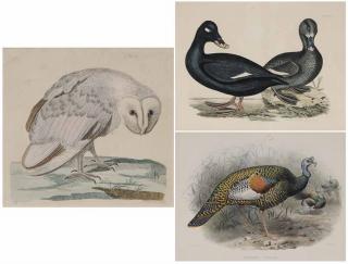 Appraisal: Three Ornithological prints th and th century The White Owl