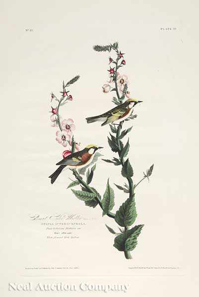 Appraisal: John James Audubon American - Chestnut Sided Warbler Plate hand-colored