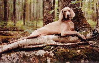 Appraisal: WILLIAM WEGMAN American - DENDRA Cibachrome on Fuji color paper