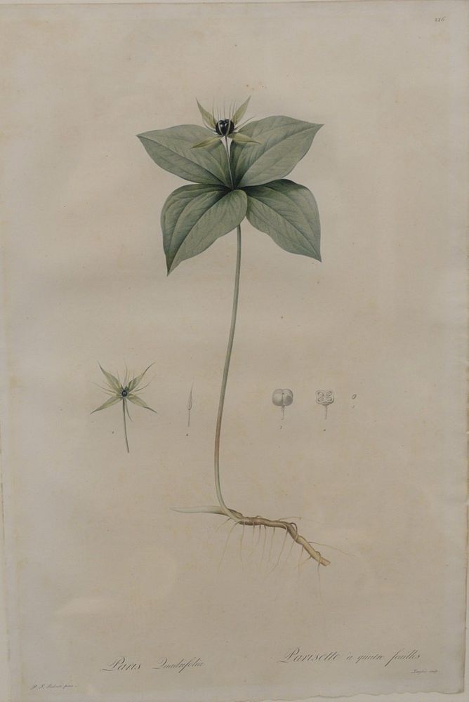 Appraisal: Group of Two Lithographs After Pierre-Joseph Redoute framed botanicals hand-colored