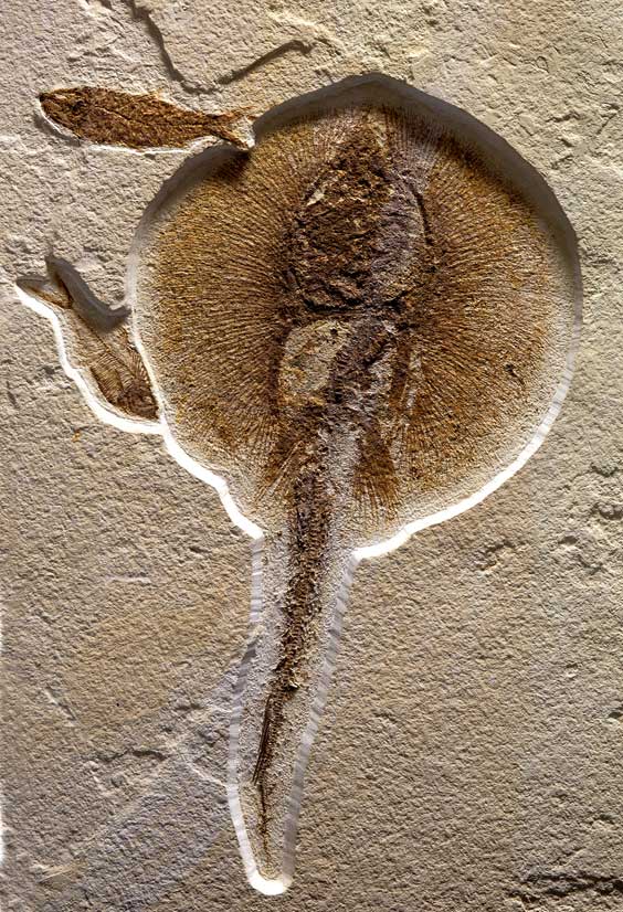 Appraisal: A RARE FOSSIL STINGRAY Undescribed species of Heliobatis Eocene Green