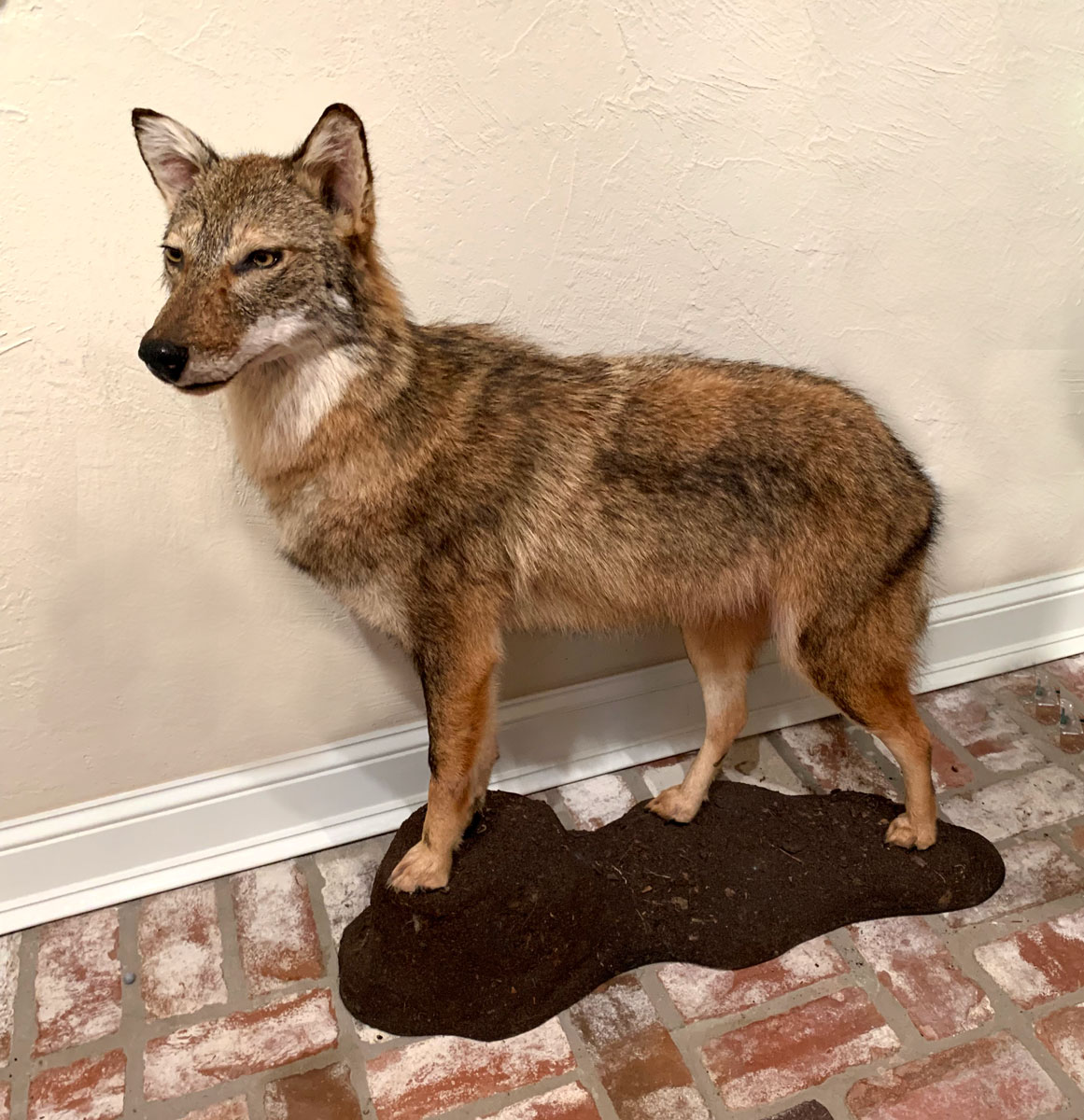 Appraisal: FULL BODY TAXIDERMY COYOTE Full body taxidermy Coyote mounted on