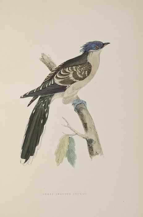 Appraisal: Morris Rev F O A History of British Birds vol