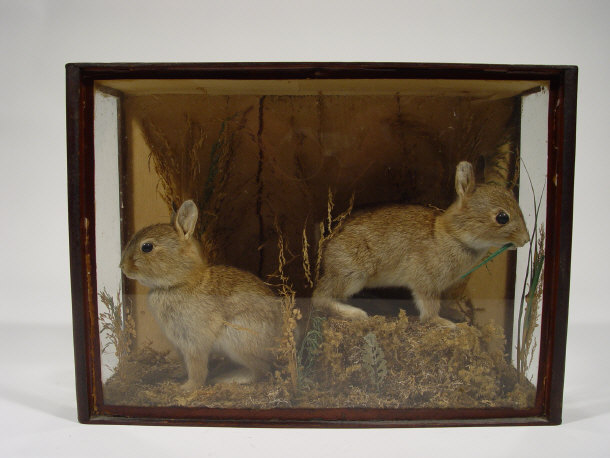 Appraisal: Stuffed taxidermy group two baby rabbits amongst natural foliage in