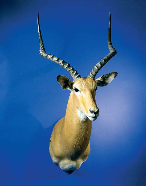 Appraisal: A FINE IMPALA SHOULDER MOUNT Aepyceros melampus A fine taxidermy