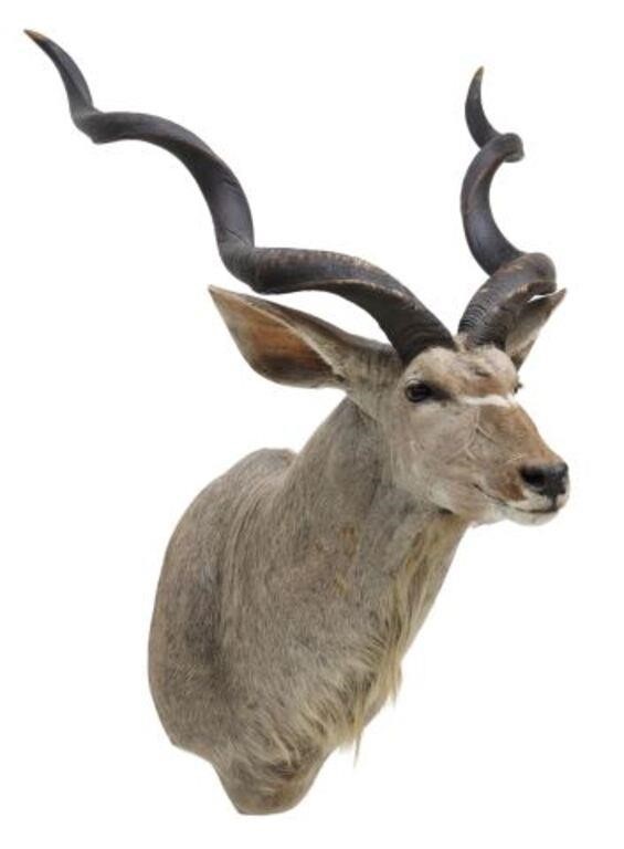 Appraisal: Large taxidermy shoulder wall mount African Kudu with widespread horns