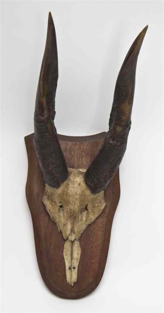 Appraisal: A Pair of African Antlers mounted on a wood shield