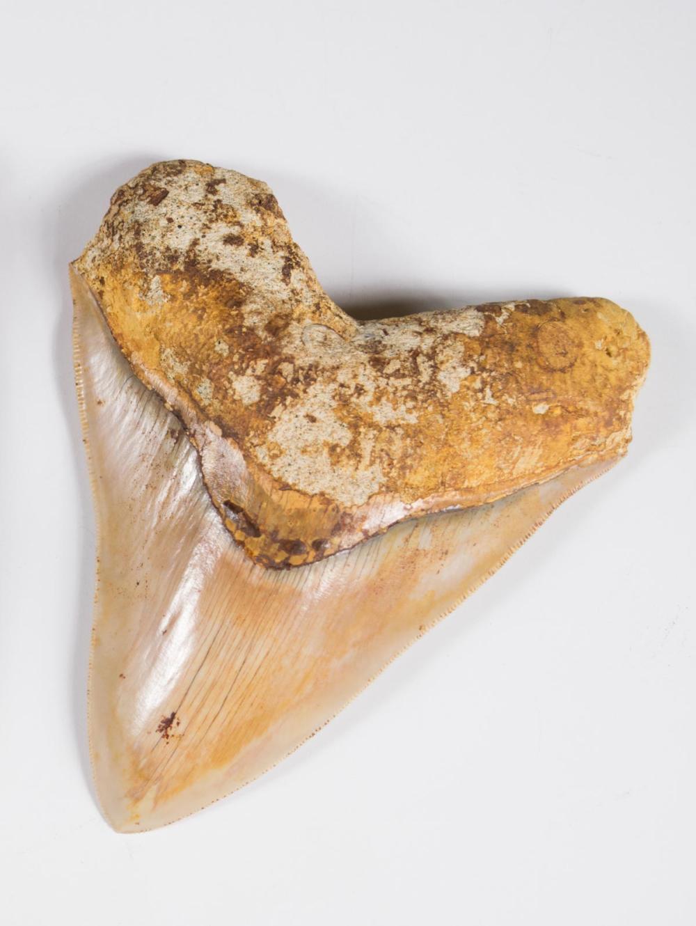 Appraisal: PREHISTORIC MEGALODON TOOTH Miocene to Pliocene age from an extinct