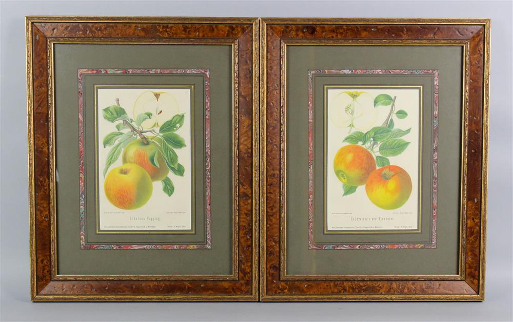 Appraisal: ALFRED MULLER FRANCO-ITALIAN - FOUR CHROMOLITHOGRAPHS OF APPLES Chromolithographs x