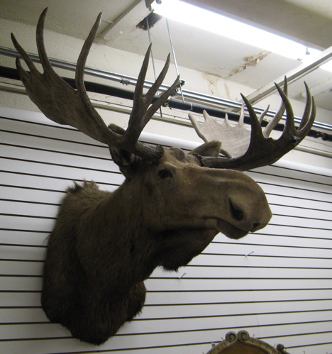 Appraisal: CANADIAN BULL MOOSE trophy head mount with large rack of