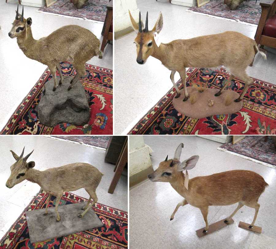 Appraisal: FOUR AFRICAN DWARF AND SMALL ANTELOPE FULL MOUNTS Gunther's dik-dik