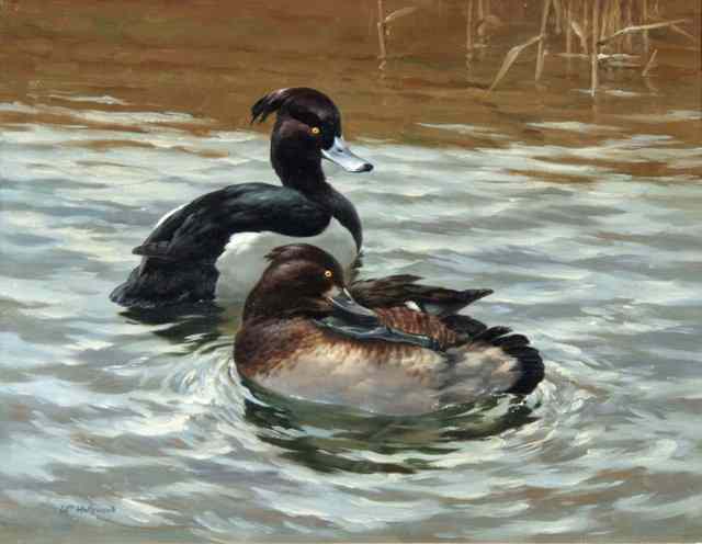 Appraisal: WILLIAM HOLLYWOOD TH CENTURY Pair of tufted ducks signed lower