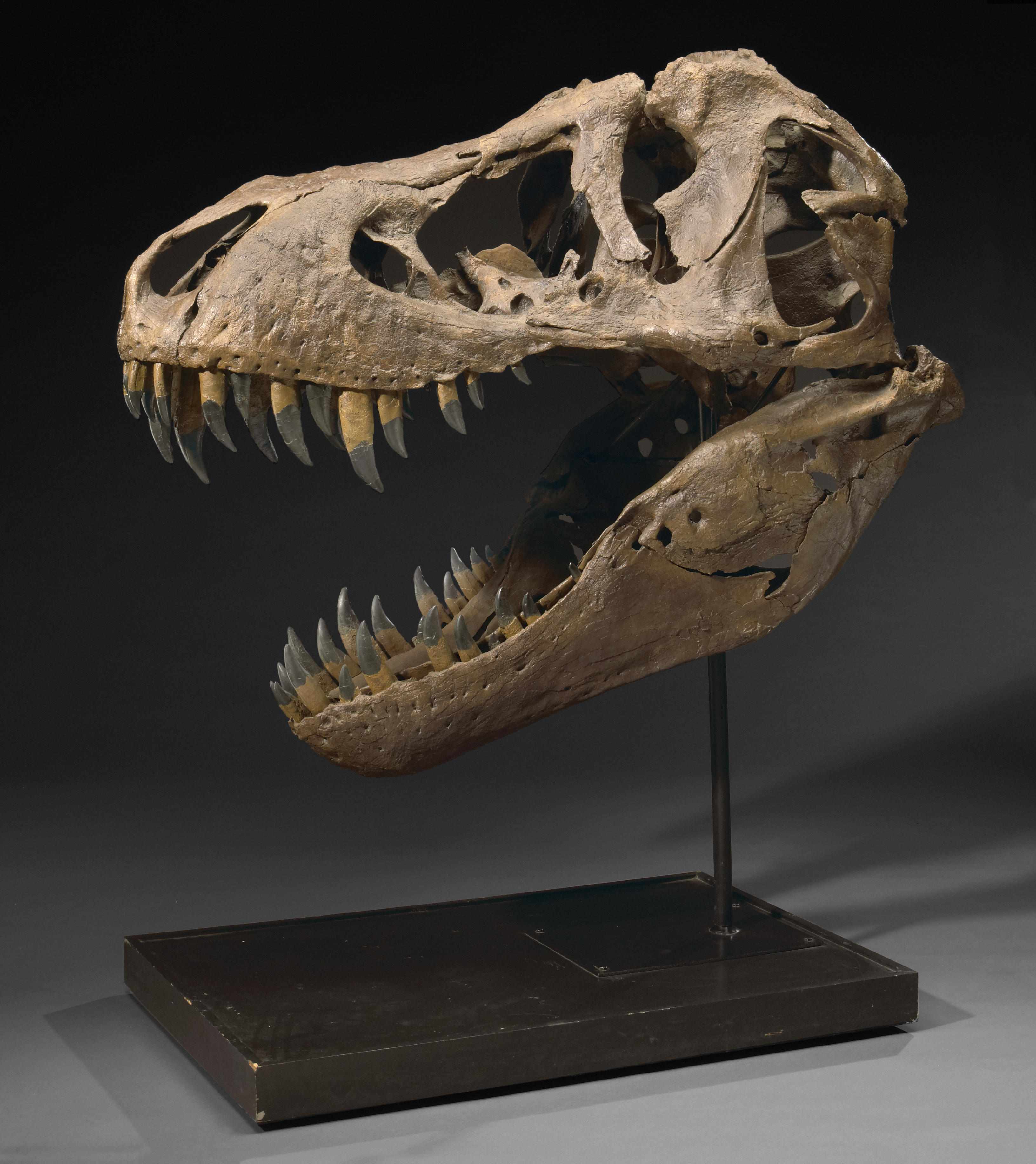 Appraisal: Stan Skull Research Quality Cast Replica Tyrannosaurus rex castLate CretaceousHell