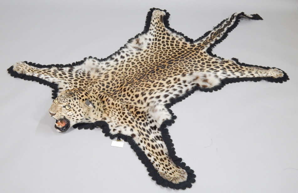 Appraisal: A taxidermied leopard skin rug with black velvet lining bearing