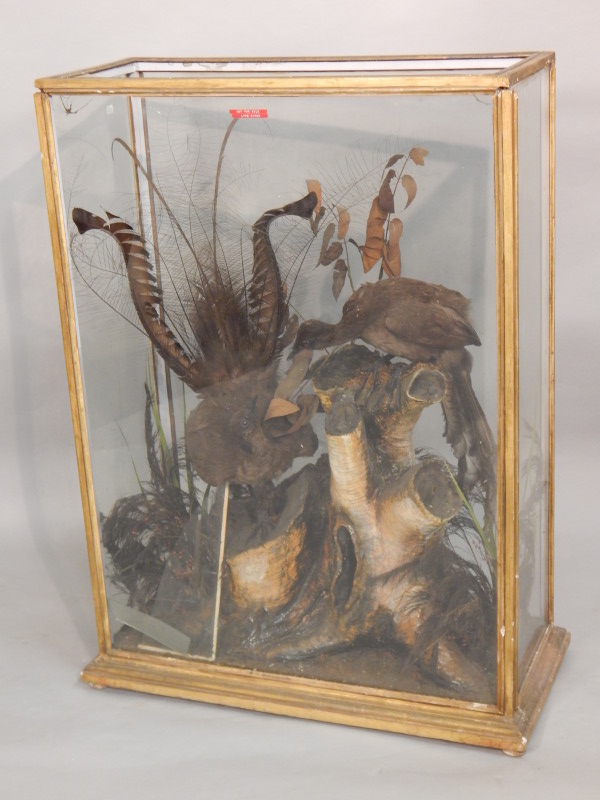 Appraisal: A pair of taxidermied Lyre birds each perched on a