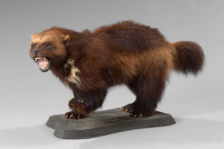 Appraisal: Good Large Taxidermy Figure of a Snarling Wolverine its proper