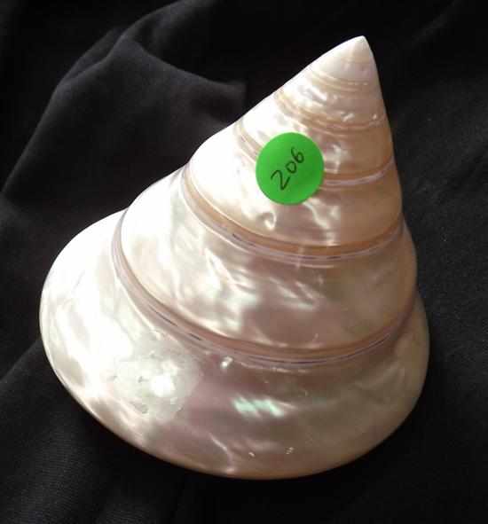 Appraisal: SHELL Here is an amazing polished shell that measures x