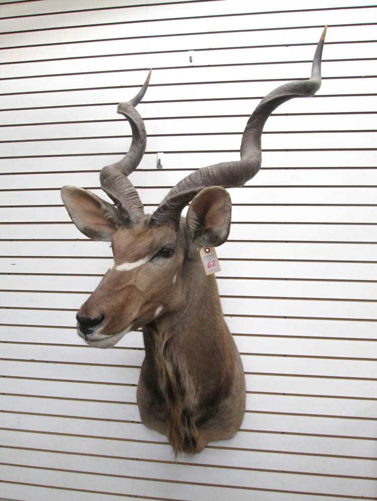 Appraisal: AFRICAN GREATER KUDU trophy head mount with horns a woodland