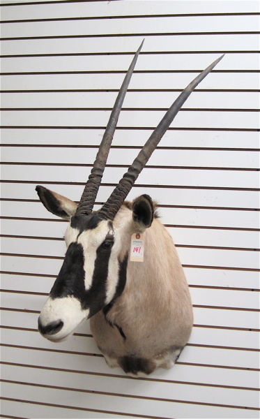 Appraisal: TWO AFRICAN GEMSBOK TROPHY MOUNTS Oryx Gazella similar head shoulder