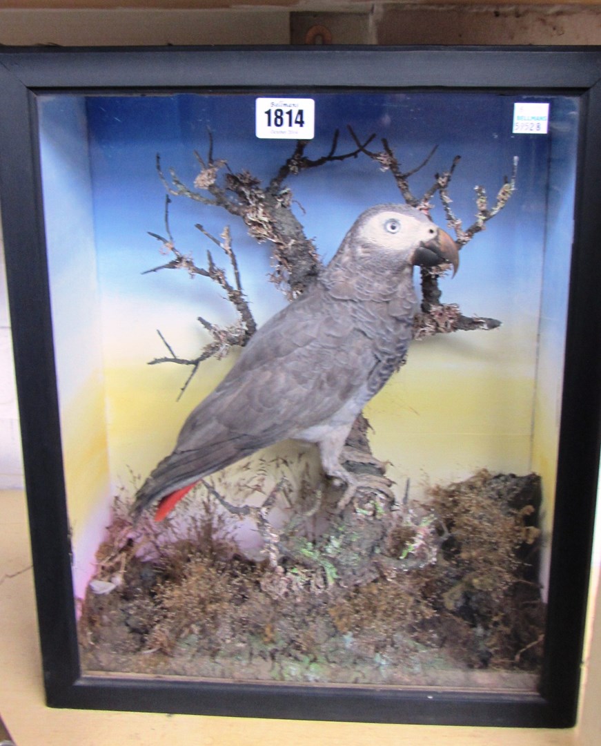 Appraisal: Taxidermy an African Grey Parrot early th century set against