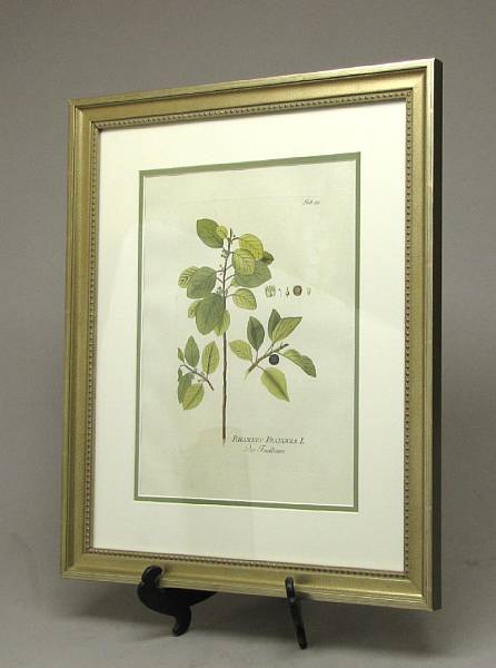 Appraisal: Six Austrian framed botanical prints after Joseph Jakob von Plenck