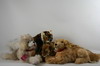 Appraisal: STUFFED ANIMALS - Lot of four Steiff stuffed animals Radjah