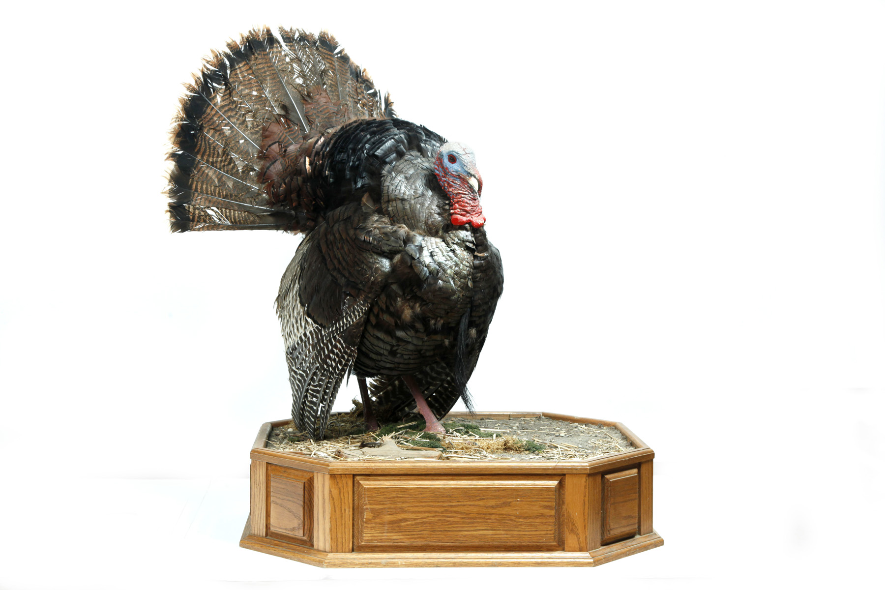 Appraisal: TAXIDERMY MOUNT American th century Turkey on a scenic base