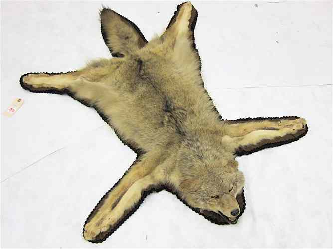 Appraisal: COYOTE FLOOR RUG a full skin floor rug with double