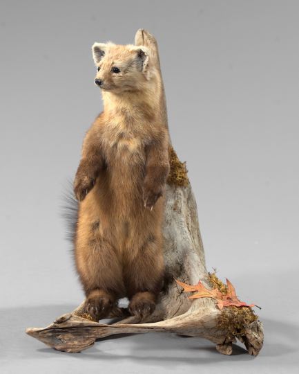 Appraisal: Good Taxidermy Figure of an Inquisitive Martin depicted standing on