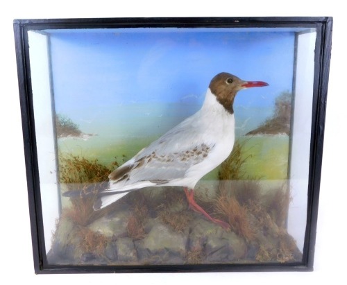 Appraisal: Taxidermy A model of a Black-headed gull perched on rock