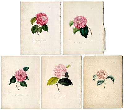 Appraisal: Five engravings of camellias from Laurent Berlese Iconographie du Genre