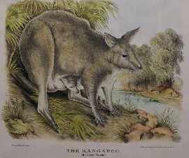 Appraisal: Forde Helena The Kangaroo Macropus Major col lithograph plate mounted