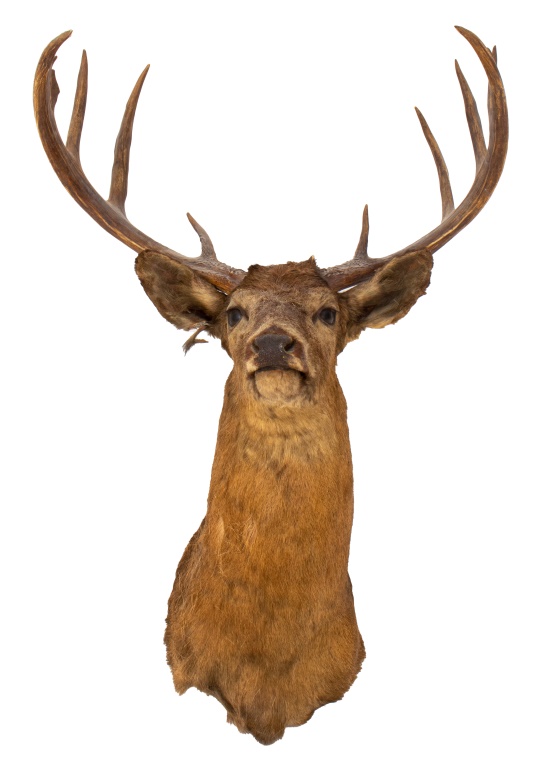 Appraisal: TAXIDERMIED AMERICAN RED DEER WALL MOUNTED Taxidermy American red deer