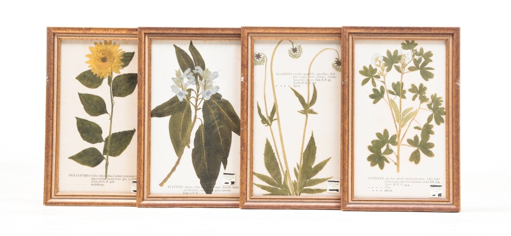 Appraisal: European late th century Four botanical floral prints hand-colored Wear