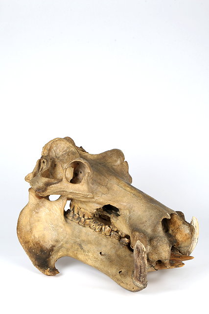 Appraisal: A TH CENTURY HIPPOPOTAMUS SKULL circa cm high x cm