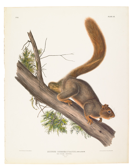 Appraisal: ANIMALS Audubon John James Red-Tailed Squirrel Plate LV Hand-colored lithographed