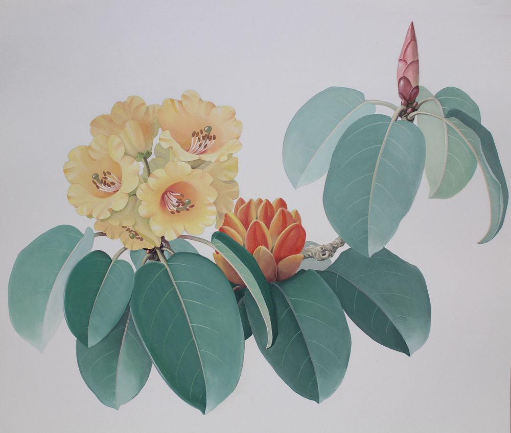 Appraisal: Zeng Xiaolian B Rhododendron Wardii Zeng Xiaolian B Rhododendron Wardii