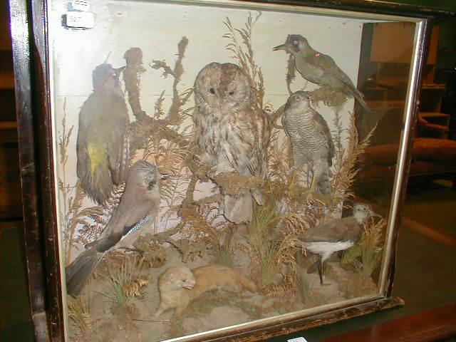 Appraisal: A Victorian glazed taxidermy display of birds -