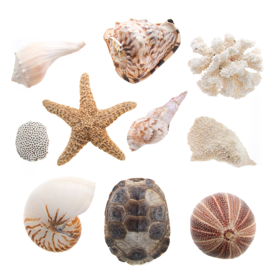 Appraisal: Assorted sea shells and sea creatures including terrapin shell coral