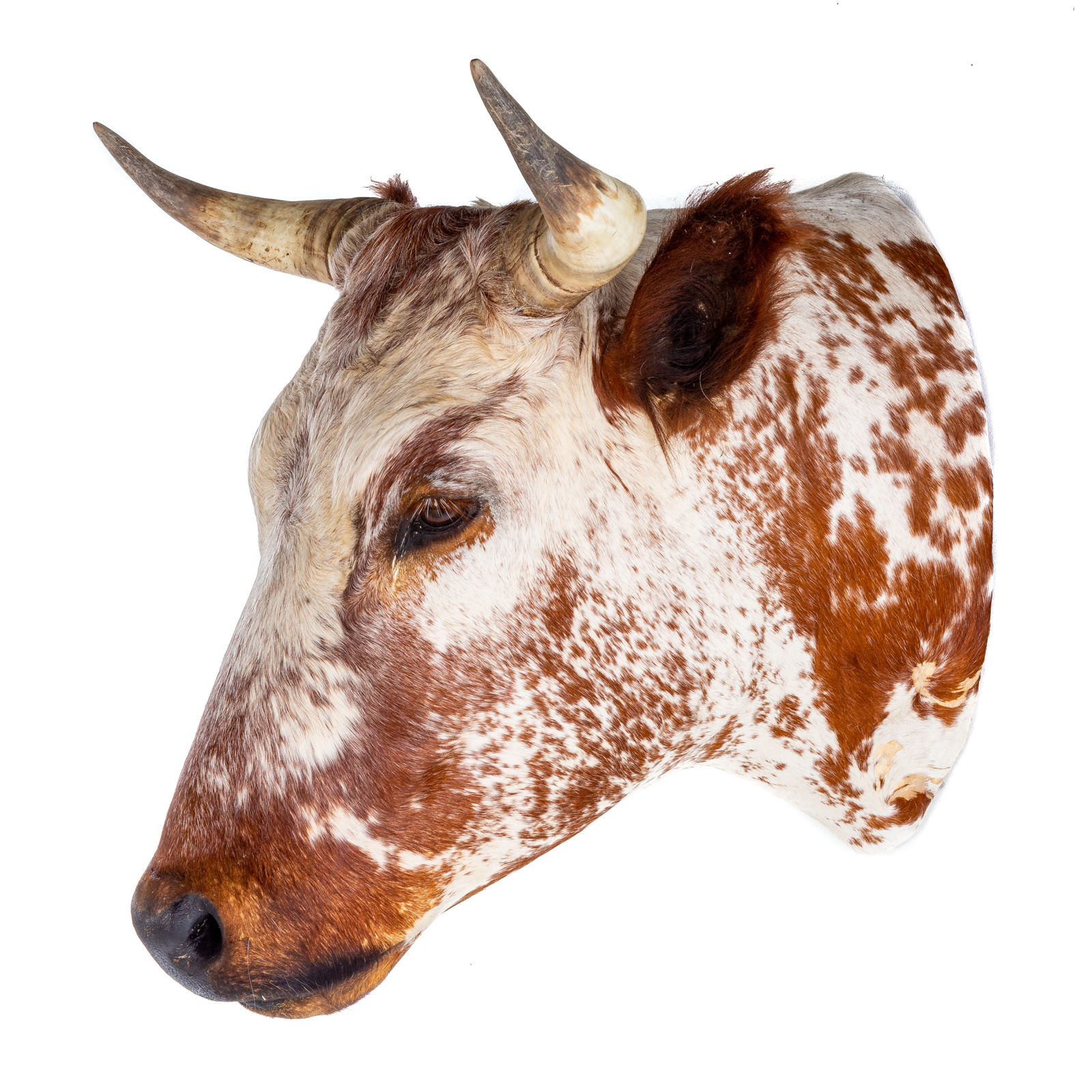 Appraisal: WALL MOUNT OF SHORTHORN STEER Taxidermy of an Argentinian Shorthorn