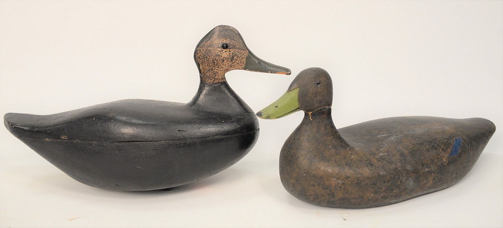 Appraisal: Folkey Black Duck Decoy Connecticut duck having paint loss flaking